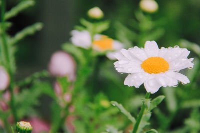 Close-up of flowers blooming outdoors