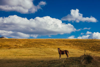 Horse on field against blue sky