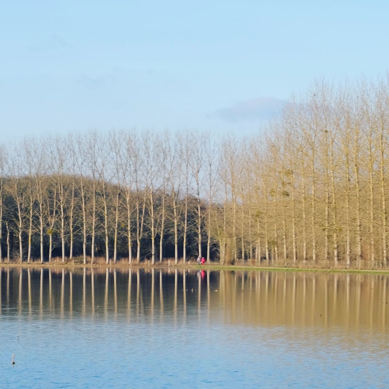 REFLECTION OF BARE TREES IN LAKE AGAINST SKY