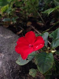 High angle view of red flower blooming outdoors
