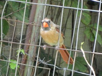 Close-up of parrot in cage