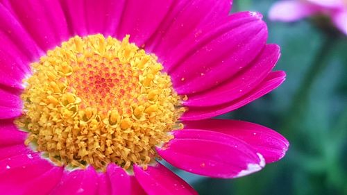 Close-up of pink flower blooming outdoors