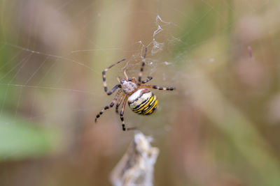 Close-up of spider on web