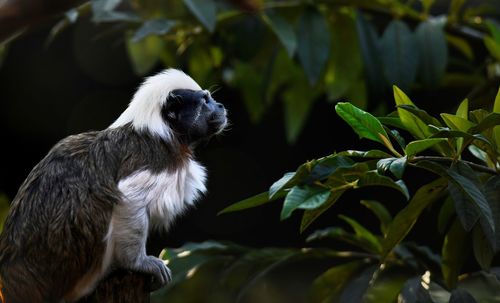 Cotton top tamarin 