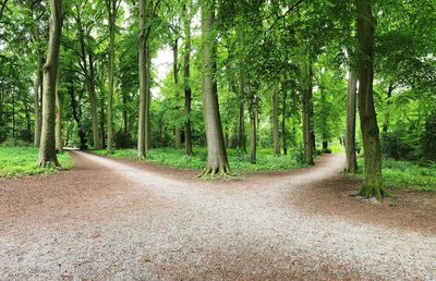 Road amidst trees in forest