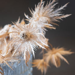 Close-up of dried plant