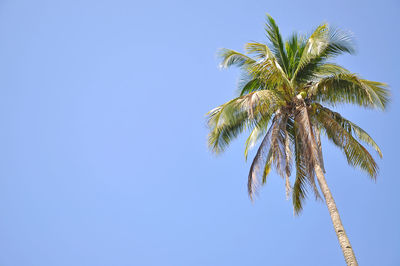 Low angle view of coconut palm tree against clear blue sky