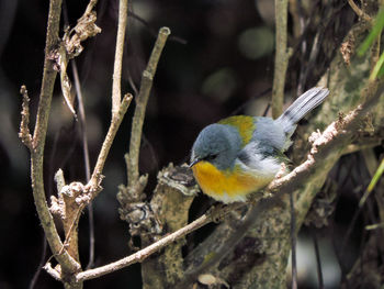 Close-up of bird perching on branch