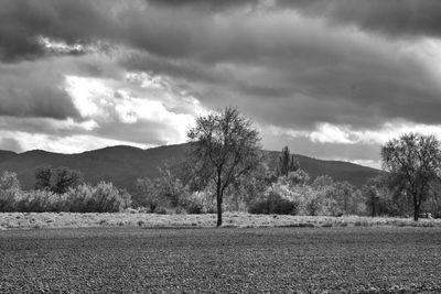 Trees on field against sky