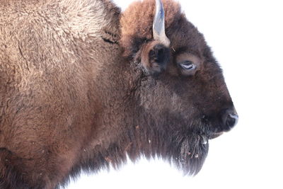 Tatanka closeup