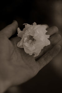 Close-up of hand holding white flower