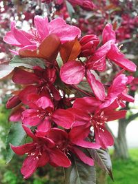 Close-up of pink flowers