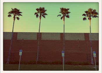 Palm trees against sky