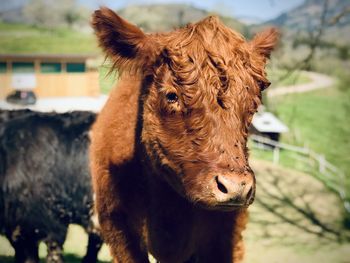 Close-up of a galloway cow 