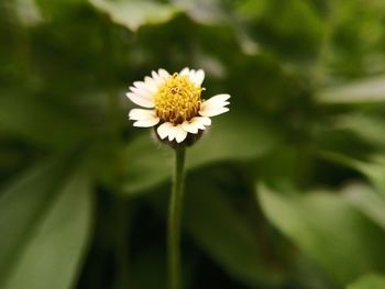 Close-up of white flowering plant