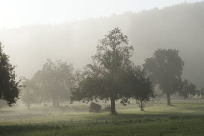 Trees on landscape against sky