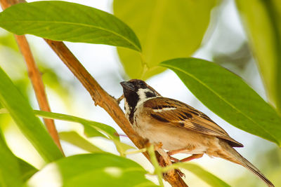 Close-up of bird perching on plant