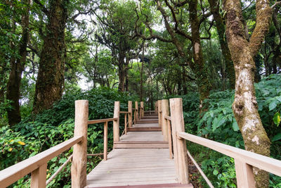 Wooden footbridge amidst trees in forest