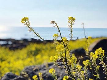 Close-up of yellow flowering plant on field against sky