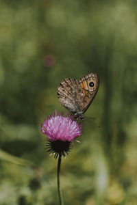 Close-up of butterfly on purple flower