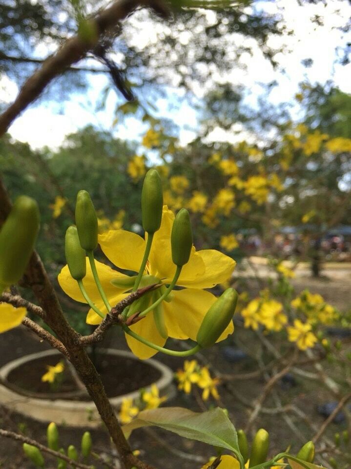 growth, flower, focus on foreground, tree, yellow, freshness, leaf, nature, beauty in nature, branch, fragility, close-up, plant, sunlight, day, park - man made space, outdoors, no people, petal, green color