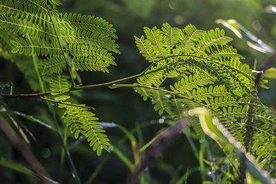 Green petai tree foliage on a sunny morning.