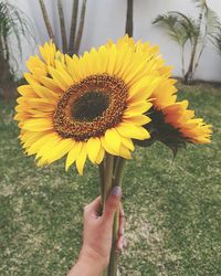 Close-up of woman holding sunflower in field