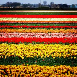 Colorful flowers in field