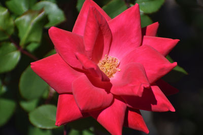 Close-up of red flowering plant