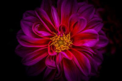 Close-up of purple dahlia against black background