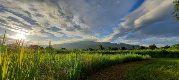 Scenic view of agricultural field against sky
