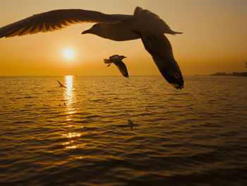 Sunset sea bird silhouette sunset.silhouette bird flying photography sea. minimal photography