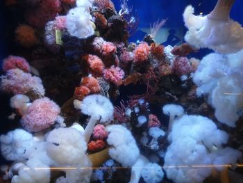 Close-up of coral in sea