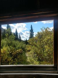 Trees against sky seen through window