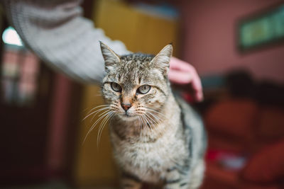 Close-up portrait of tabby cat