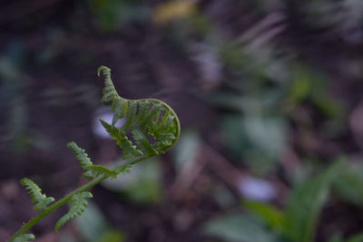 Close-up of plant