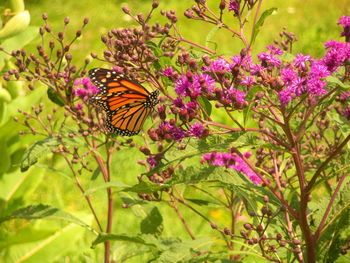 Close-up of butterfly pollinating on purple flower