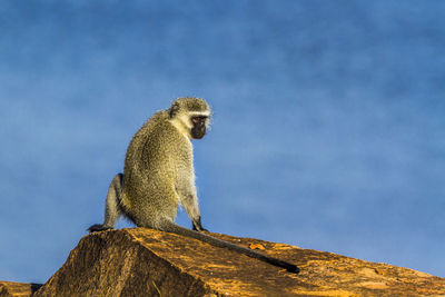 Low angle view of a sitting on rock