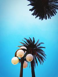 Low angle view of palm trees against blue sky