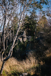 Trees growing in forest