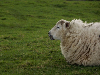 Close-up of sheep on field