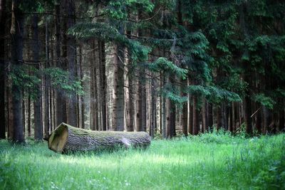 View of trees in forest