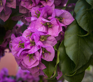 Close-up of fresh purple flower in bloom