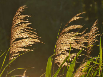 Close-up of stalks in field against sky