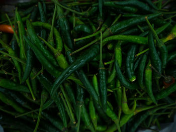 Full frame shot of fresh green plants