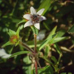 Close-up of insect on flower