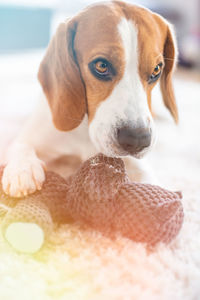 Close-up of a dog