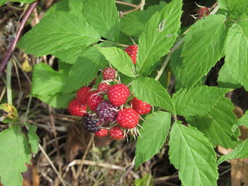 Close-up of strawberries growing on plant