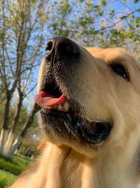 Close-up of dog looking away