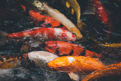 High angle view of koi carps swimming in pond